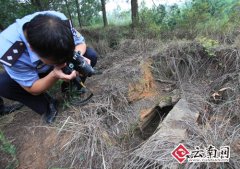 飞虎公墓近期无损坏痕迹 拟恢复成园林绿化式墓园