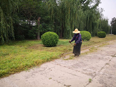 北京市潮白陵园清除陵园杂草,美化陵园环境