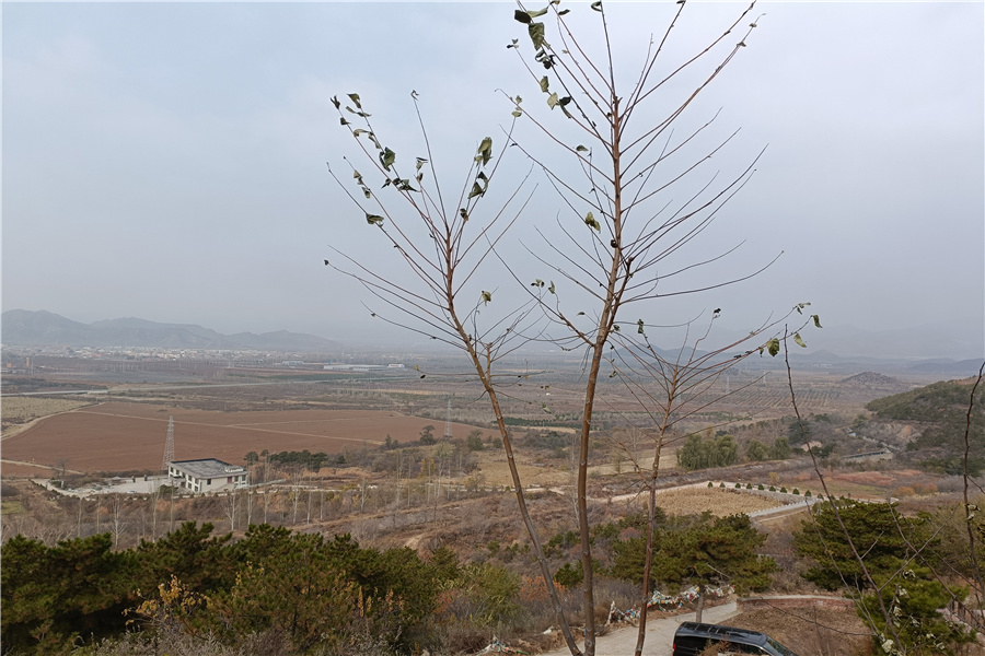 陵园风景