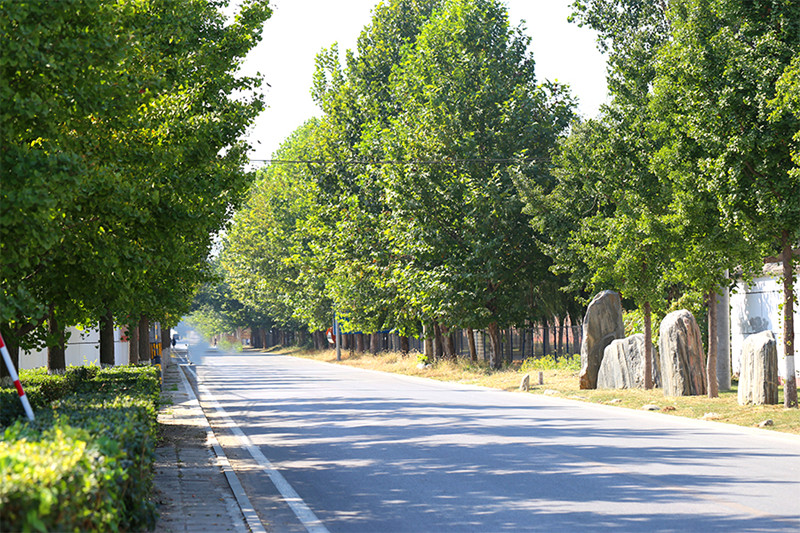 墓区道路环境