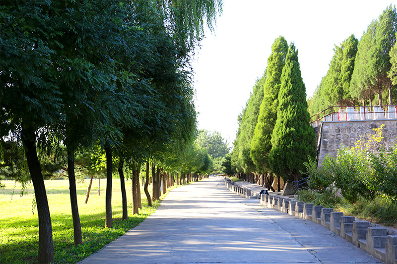 陵园道路风景